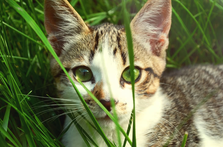 Scientists Confirmed That Cat Lovers Will Live Longer Than Others Scientists Confirmed That Cat Lovers Will Live Longer Than Others